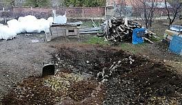 Elazığ'da kurt, 2 koyunu telef etti