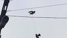 Elektrik tellerine takılan güvercinler kurtarıldı