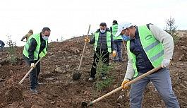 Erciş Belediyesi orman çalışmalarını sürdürüyor
