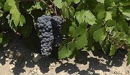 Erciş üzümü tescillendi