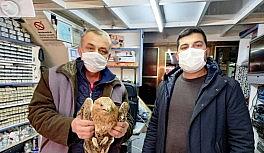 Ereğli'de yaralı şahin tedavi altına alındı