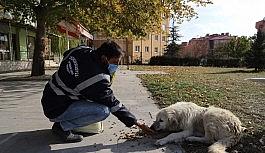 Erzincan'da sokak hayvanlarına yem bırakıldı
