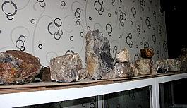 Erzurum'da 160 milyon yıllık taşlaşmış fosil ağaç bulundu