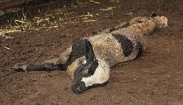 Esen ailesi yılın son günü dehşeti yaşadı