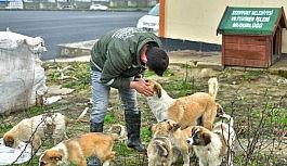 Esenyurt Belediyesi hayvan dostlarını unutmuyor