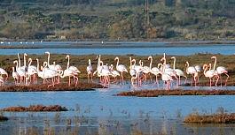 Flamingolar tuzla sulak alanına akın etti