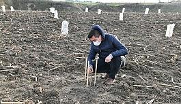 Gıda ve ilaç sanayinin gözde bitkisi Mustafakemalpaşa'da yetiştirilecek