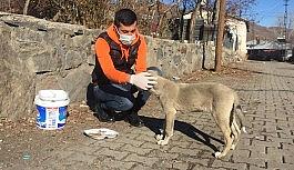 Hafta sonu kısıtlamasında sokak hayvanlarını besledi