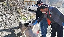 Hakkari'de sokağa çıkma kısıtlamasında can dostlar unutulmadı