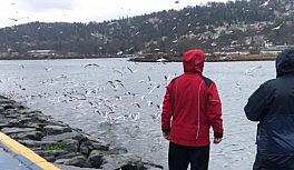 Haliç'te martı ve kazların yemek yeme sırası görenleri mest ediyor