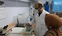 İlaçların olumsuz etkileri deney hayvanlar üzerinde araştırılıyor