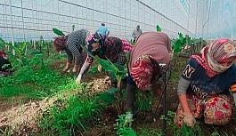 İşsiz kalan turizm sektörü çalışanlarına tarım sektörü kucak açtı