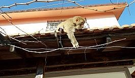 İzmir'de başı boş gezen maymun görenleri şaşırttı