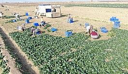 İzmir'de ıspanak hasadı sürüyor