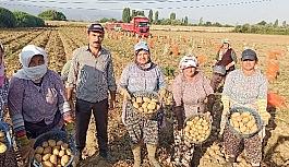 İzmir'de patates hasadı kaldığı yerden devam edecek