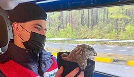 Jandarmanın bulduğu hasta şahin tedavi altına alındı