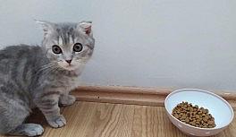 Kalitesiz mamalar kedi ve köpekleri sakat bırakıyor