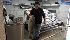 Karadeniz'de Kötek bereketi