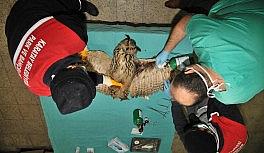 Karatay Belediyesi 2020'de 134 hayvanı sağlığına kavuşturdu