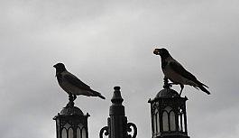 Karganın cevizle imtihanı ilginç görüntüler oluşturdu