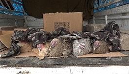 Kars'ta yılbaşı hindilerine battaniyeli önlem