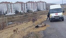 Keçiören'de sokak canlıları unutulmuyor
