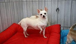 Keçiören'deki sevimli köpeklerin minder keyfi