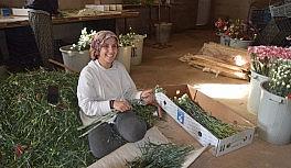 Kesme çiçek sektörü pandemiye meydan okudu