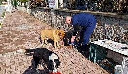 Kısıtlamada sokak hayvanları organik yemek artıklarıyla beslendi