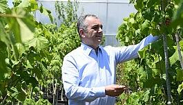 Konyaaltı Belediyesi, 2020'de 45 bin metrekare yeşil alan açtı