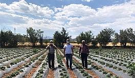 Konya'da Aralık ayında çilek hasadı
