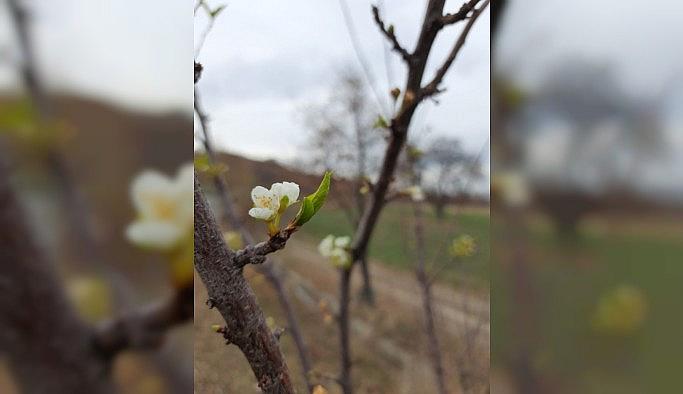 Konya'da kış mevsiminde erik ağacı çiçek açtı