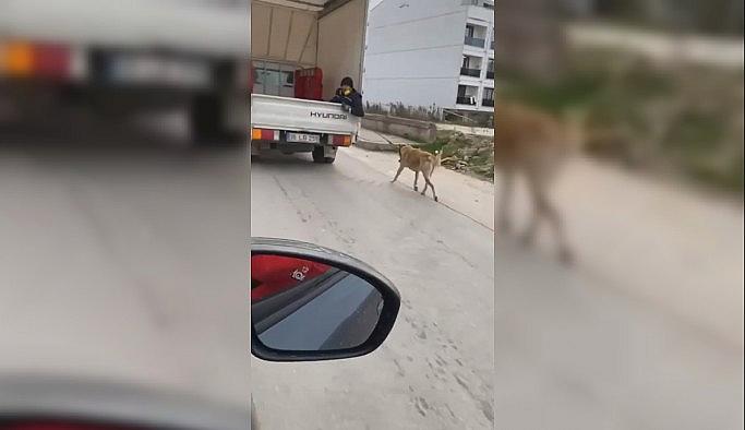 Köpeği kamyonetin arkasında sürükledi