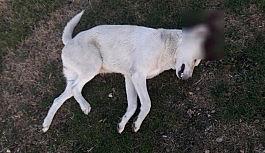 Köpeği vuran avukat serbest kaldı
