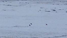 Kurt sürüsü böyle görüntülendi