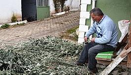 Lezzet ödülü alan Artvin'e özgü butko zeytininin üretimi sürüyor