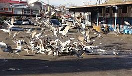 Martıların balık atığı savaşı