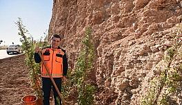 Masa Dağı'na 12 bin adet çiçek