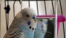 Muhabbet kuşu Paşa'dan 'Türkiye maske tak, çok yaşa' uyarısı