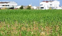 Muratpaşa'nın buğdayları filizlendi