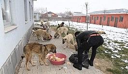 Muş Belediyesi zorlu kış şartlarında minik canları sahipsiz bırakmıyor