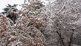 Muş'ta lapa lapa kar yağışı