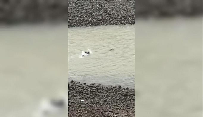 Nehre düşen karacayı kurtarmak için gözünü kırpmadan soğuk sulara atladı