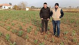 Ödemiş'te bakla boy verdi, bezelye ekimleri sürüyor