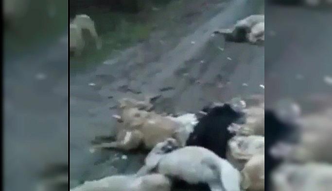 Onlarcasını öldürüp Bursa ormanlarına attılar