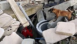 (Özel) AFAD'ın sınavını geçen köpekler afetlerde görev alıyor