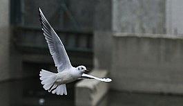 (Özel) Başkent Ankara'nın martıları