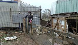 (ÖZEL) Otomobil çarpan köpeğin yardımına diğer köpekler koştu