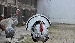 (ÖZEL) Renkleri ve güzellikleri hindileri yıl başında kesilmekten kurtardı