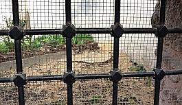 (Özel) Tarihî caminin bahçesindeki asırlık ağacı kestiler